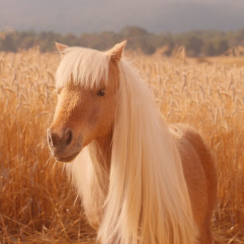 ELF - HALO GLOW LIQUID FILTER